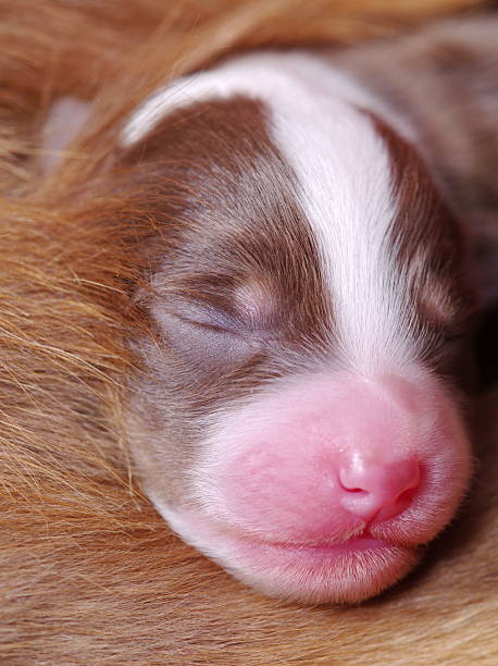istock A puppy is sleeping with its head on its mother's chest 2218666962