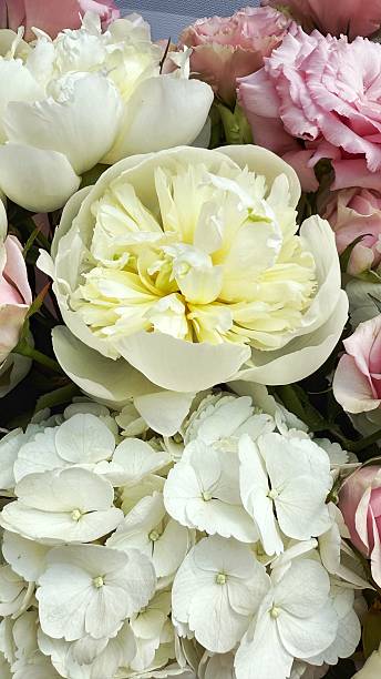 istock White Peonies, Hydrangeas, and Pink Lisianthus – Elegant Floral Close-up 2218667040