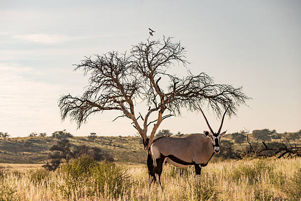 Lone oryx against typical African acacia tree in Kalahari