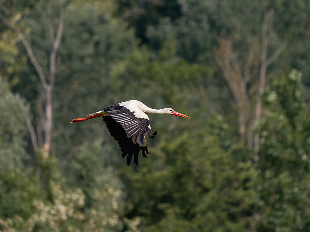 istock Male White Stork (Ciconia ciconia) in Flight 2218669153