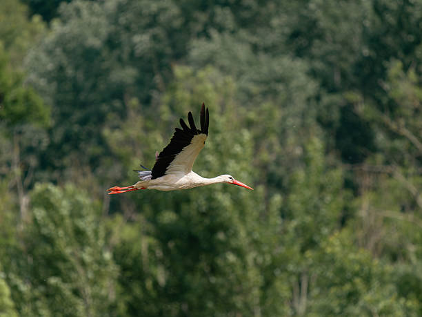 istock Male White Stork (Ciconia ciconia) in Flight 2218669160