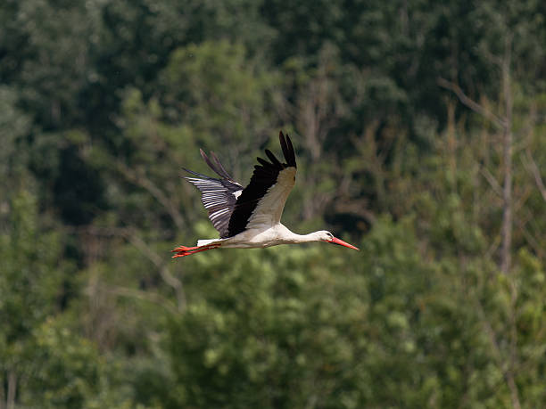istock Male White Stork (Ciconia ciconia) in Flight 2218669165