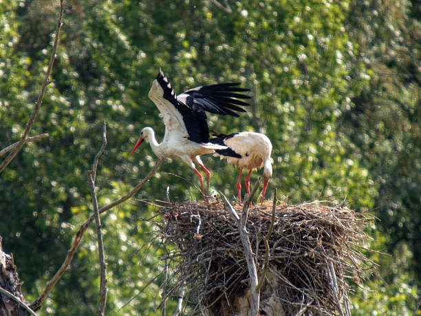 istock Male and Female White Storks (Ciconia ciconia) on Nest 2218669169