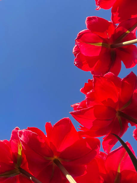 istock Red Double Tulips from Below against Blue Sky with Copy Space 2218669212