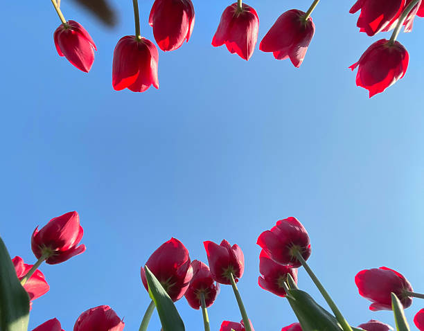 istock Tulip Flower Frame with Blue Sky Background and Copy Space for Design 2218669240