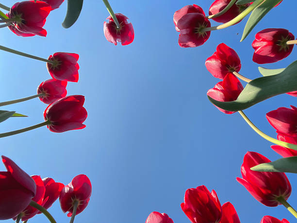 Red Tulips in Bloom Viewed from Below Against Clear Blue Sky, Flower Background With Copy Space