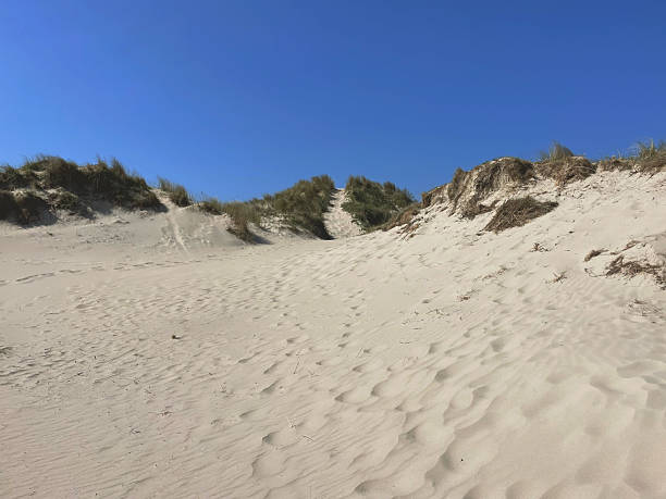 White Sand Dunes under Clear Blue Sky at De Slufter on Texel Island, the Netherlands