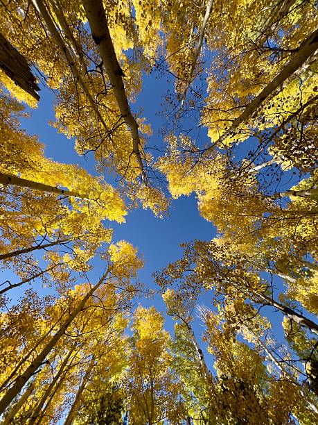 istock Golden Autumn Tree Canopy Under a Vibrant Blue Sky 2218670950