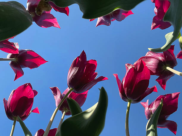 istock Purple Tulips Viewed from Below Against Clear Blue Sky in Springtime 2218672257