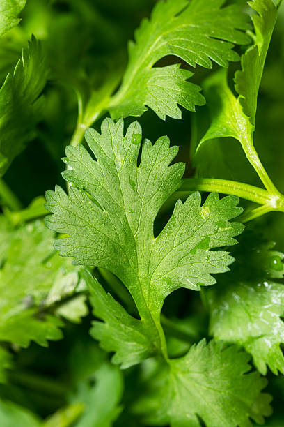 istock Organic Raw Green Cilantro Herbs 2218672675