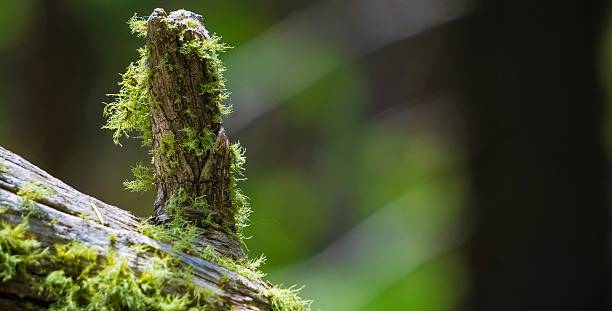 istock Close-Up of Moss-Covered Tree Stump in Forested Environment 2218673250