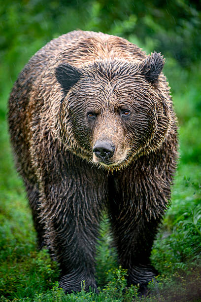 istock Alaskan Bear in the wild in Denali National Park 2218673773