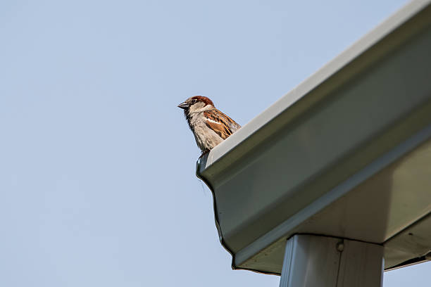 A male house sparrow perches on a house gutter isolated on a blue sky background with copy space for text on a spring day in Iowa.