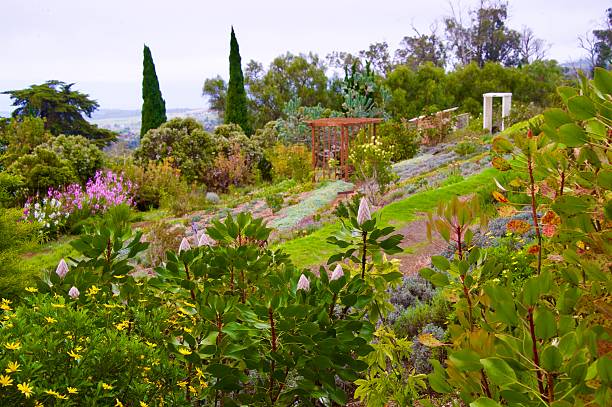 istock Lavender Garden Hawaii 2218675490