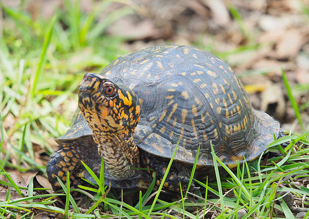 A Focus Stacked Close-up Image of an Eastern Box Turtle With His Head Out Crawling Through the Grass
