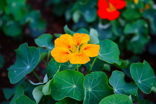 nasturtium flower isolated on white