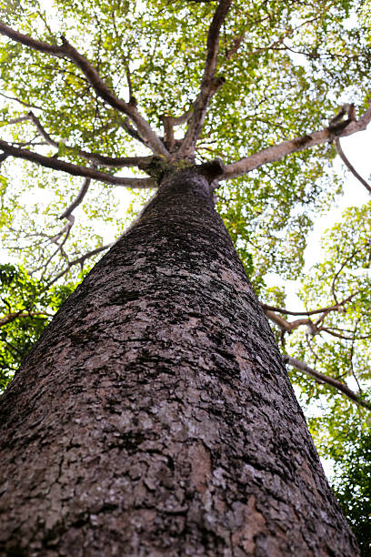 istock Looking up from down tree, Dipterocarpus tree, Big tree in Vietnam 2218676420