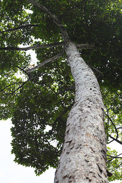istock Looking up from down tree, Dipterocarpus tree, Big tree in Vietnam 2218677346