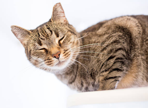 istock An ear-tipped tabby shorthair cat blinking 2218677439
