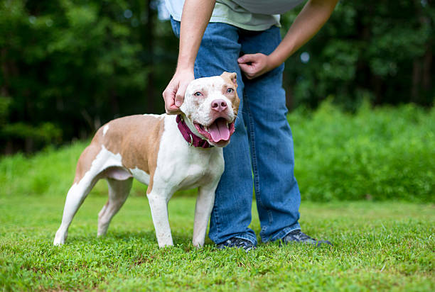 istock A person petting a happy Pit Bull Terrier mixed breed dog 2218677453