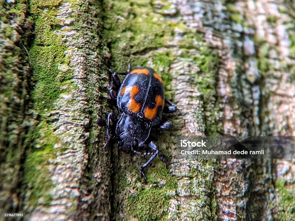 Biedronka na omszałej korze, ujęcie makro - Zbiór zdjęć royalty-free (Bez ludzi) Biedronka na omszałej korze, ujęcie makro - Zbiór zdjęć royalty-free (Bez ludzi)