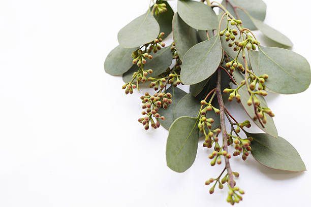 istock Eucalyptus leaves on white background. Green leaf branches. 2218678163