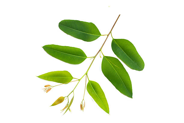 istock Eucalyptus leaves on white background. 2218679034