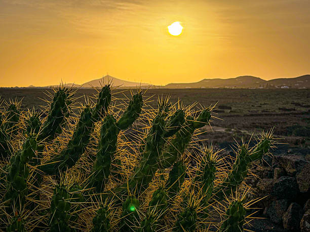 istock DOF, LENS FLARE: Spiny cactus in morning light, set against volcanic landscape 2218679906