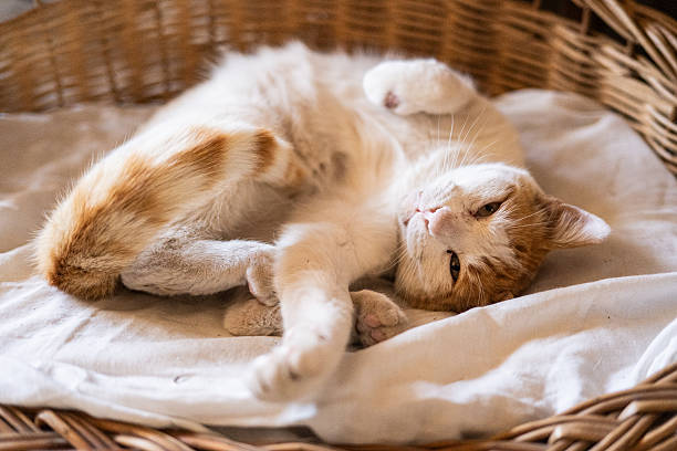 istock A beautiful cat enjoying its time outside 2218680114