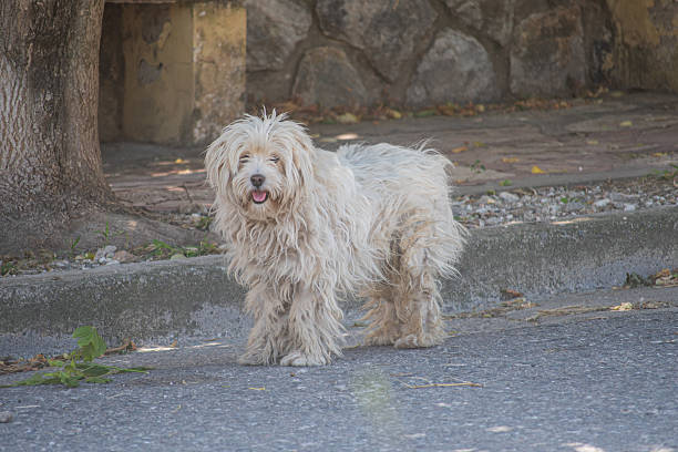 istock A cute fluffy street dog 2218680241