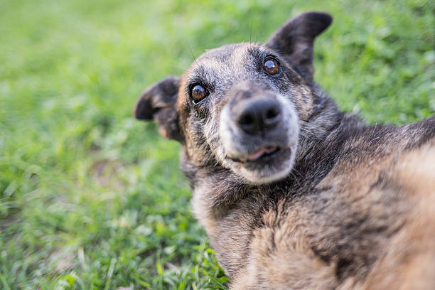 istock A cute dog enjoying its time outside 2218680251