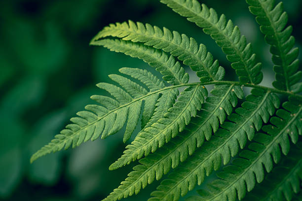 Macro Photograph Of A Deep Green Fern