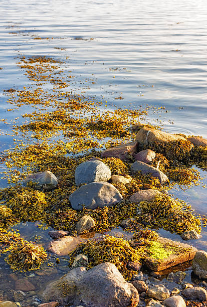 View of a Danish seaside with rocks partially covered in seaweed and algae, featuring the peaceful coastal waters under sunlight. Ideal setting capturing serene and natural coastal beauty.