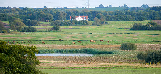 A picturesque countryside scene in Denmark featuring cattle grazing on lush, open fields surrounded by patches of greenery. A quaint house is visible in the distance amidst expansive natural scenery.