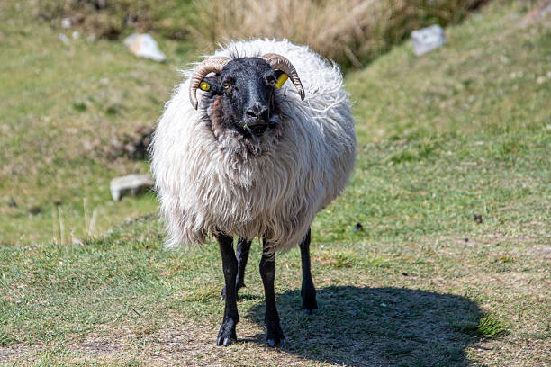 istock Sheep on hillside in Ireland 2218688281