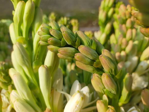 istock Polianthes tuberosa 2218690022