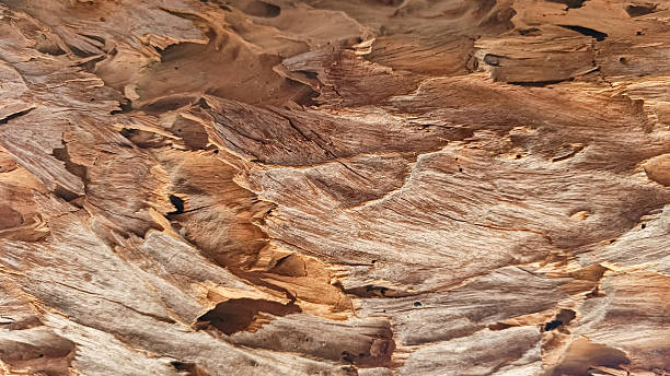 istock Detailed close-up view of weathered bark texture. 2218690124