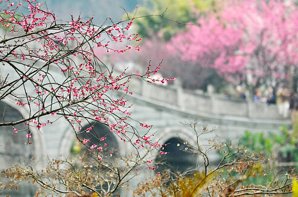 spring in the park, a chinese style bridge
