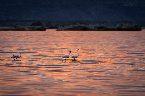 Three lesser flamingos wade quietly through the golden-pink waters of Lake Natron at sundown. The surface shimmers with reflected hues of dust, contrasting beautifully with the dark shoreline in the background. A tranquil and poetic moment in one of Africa’s most surreal landscapes.