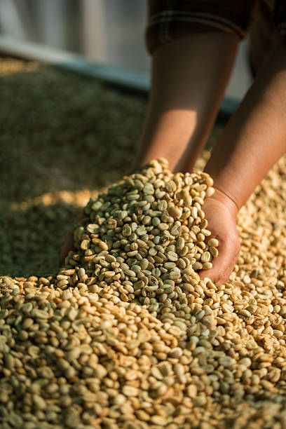 istock Close up smart farmer techniques hand coffee bean machinery roast apparatus dry sunlight tool sunbeam sunray sunshine fresh garden produce agriculture promotes farmer concept farm blur background 2218695289
