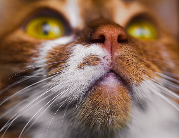 Funny cat face with yellow eyes close up view