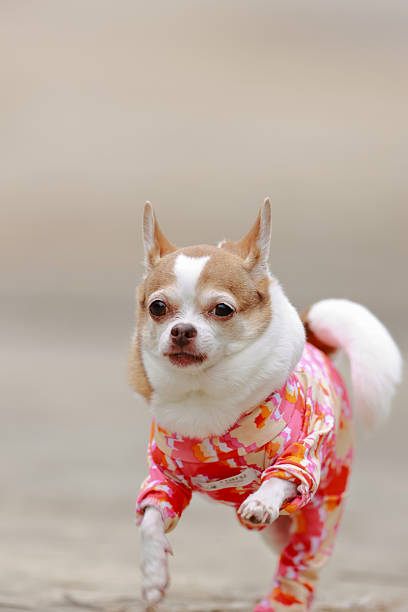 Chihuahua dog on bed