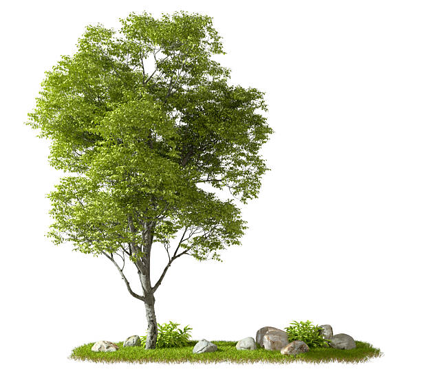 istock Lone nature tree landscape cutout white backgrounds 3d render 2218696807