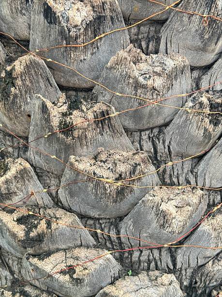 istock Close-up of a palm tree trunk with rough, natural textures and detailed bark pattern. Thin decorative string lines wrap around the tree, adding visual contrast. a nature texture or background design element. 2218698506