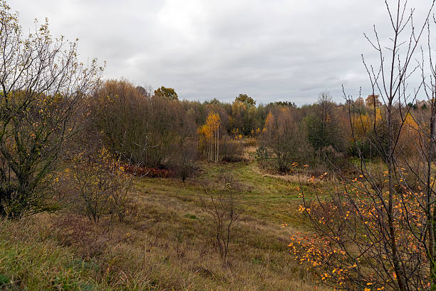 istock dreary nature in cloudy autumn weather and a lonely birch tree 2218700770