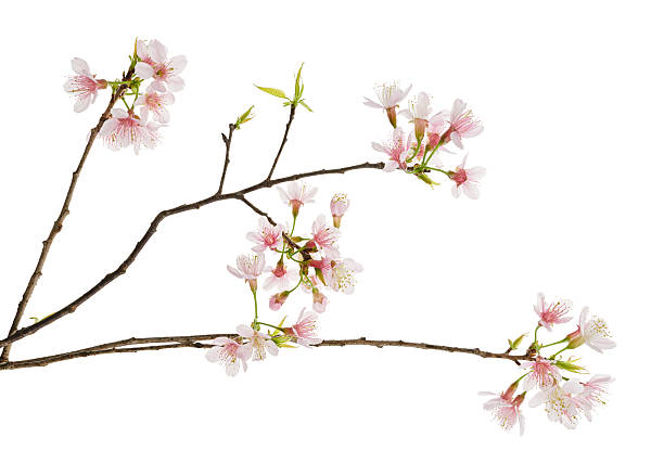 istock Prunus cerasoides flower, Wild Himalayan cherry plants, isolated on white background 2218703421
