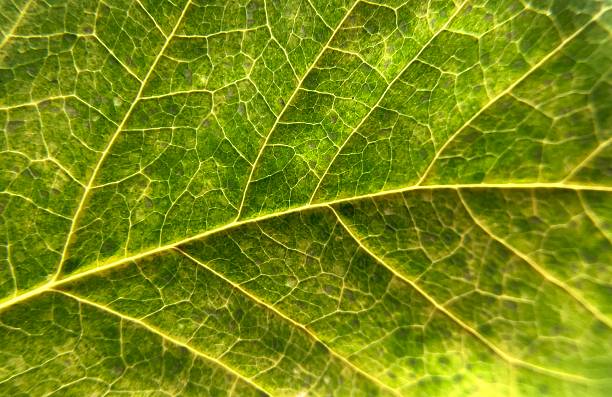 istock Natural texture of an autumn leaf. 2218703604