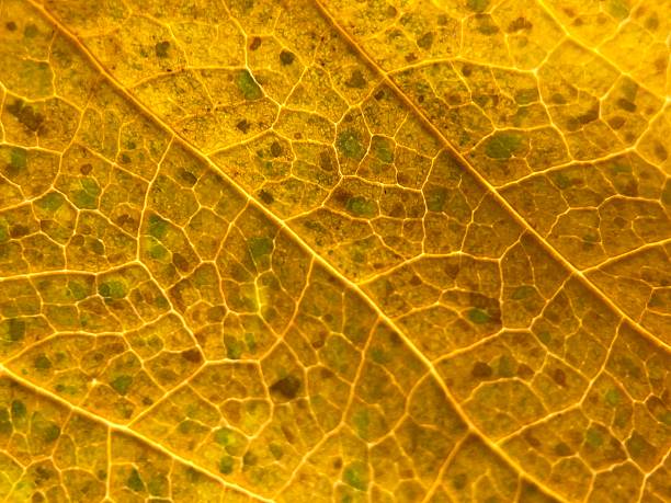 Artistic photo with macro photography of autumn leaf. Veins and texture give a feeling of living nature and warmth of autumn time.