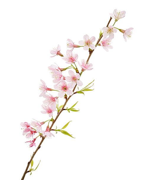 istock Prunus cerasoides flower, Wild Himalayan cherry plants, isolated on white background 2218703624