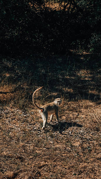 Wild monkey in Zambia Africa Safari